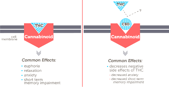 cbd
