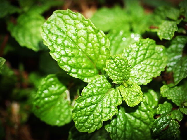 menthol cbd oil